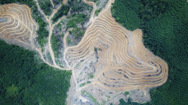 The Illegal Brazilian Wood Trade is Hurting the Amazon and its Indigenous Inhabitants—Here’s Why