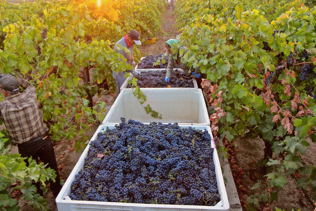 Randy Caparoso, CC BY-SA 4.0 , via Wikimedia Commons